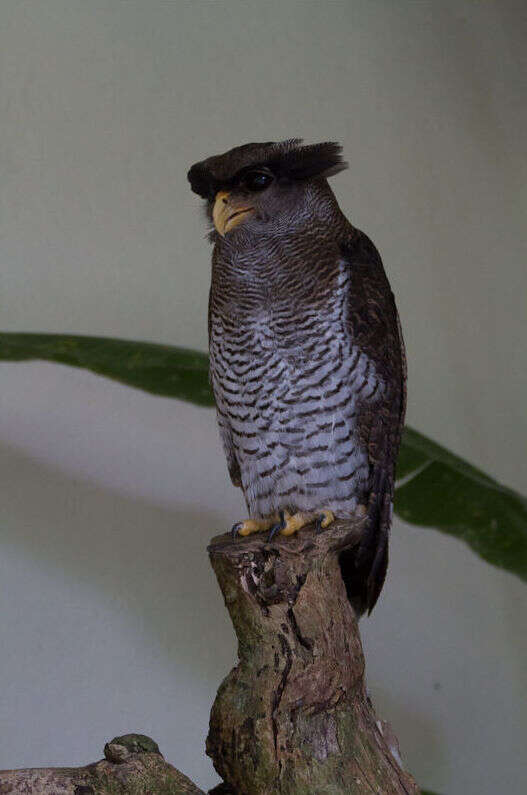 Image of Barred Eagle-Owl