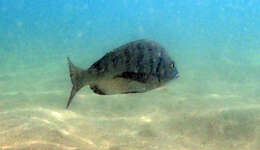 Image of Blackhead Seabream