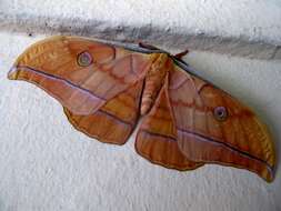 Image of Antheraea yamamai (Guérin-Méneville 1861)