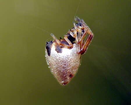 Image of Dewdrop Spiders