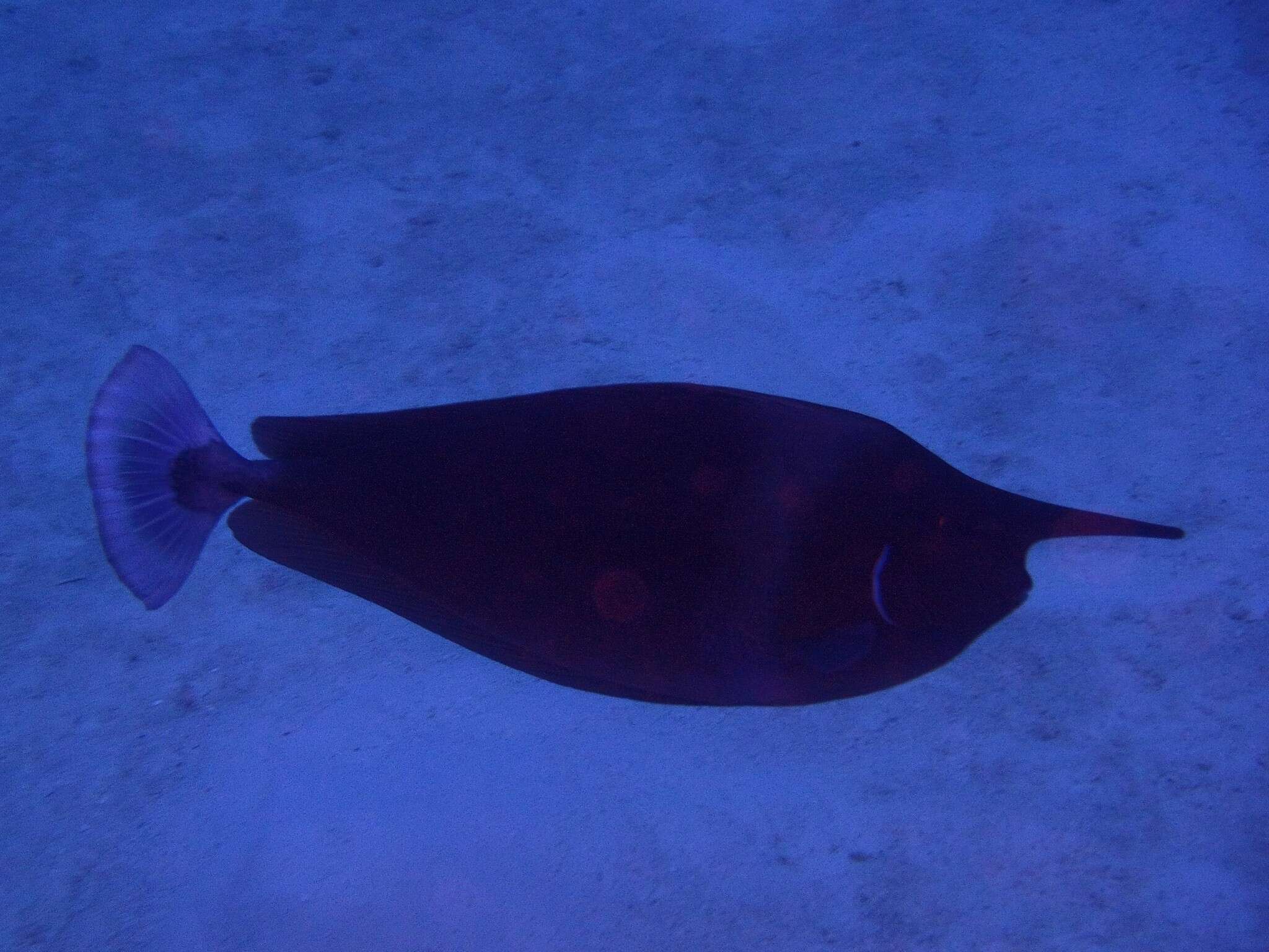 Image of Brown Unicornfish