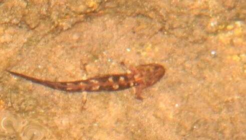 Image of Sardinian Brook Salamander