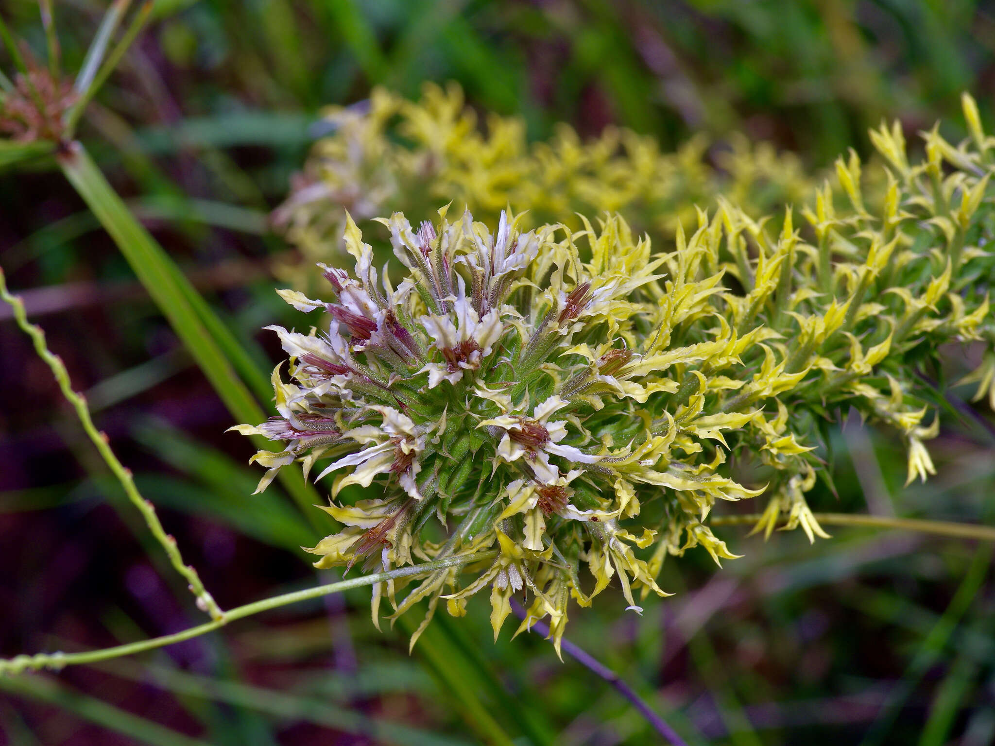 Image of Liatris bridgesii (Mayfield) G. L. Nesom