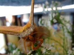 Image of Antheraea yamamai (Guérin-Méneville 1861)