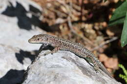 Image of Mosor rock lizard