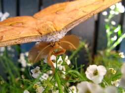 Image of Antheraea yamamai (Guérin-Méneville 1861)