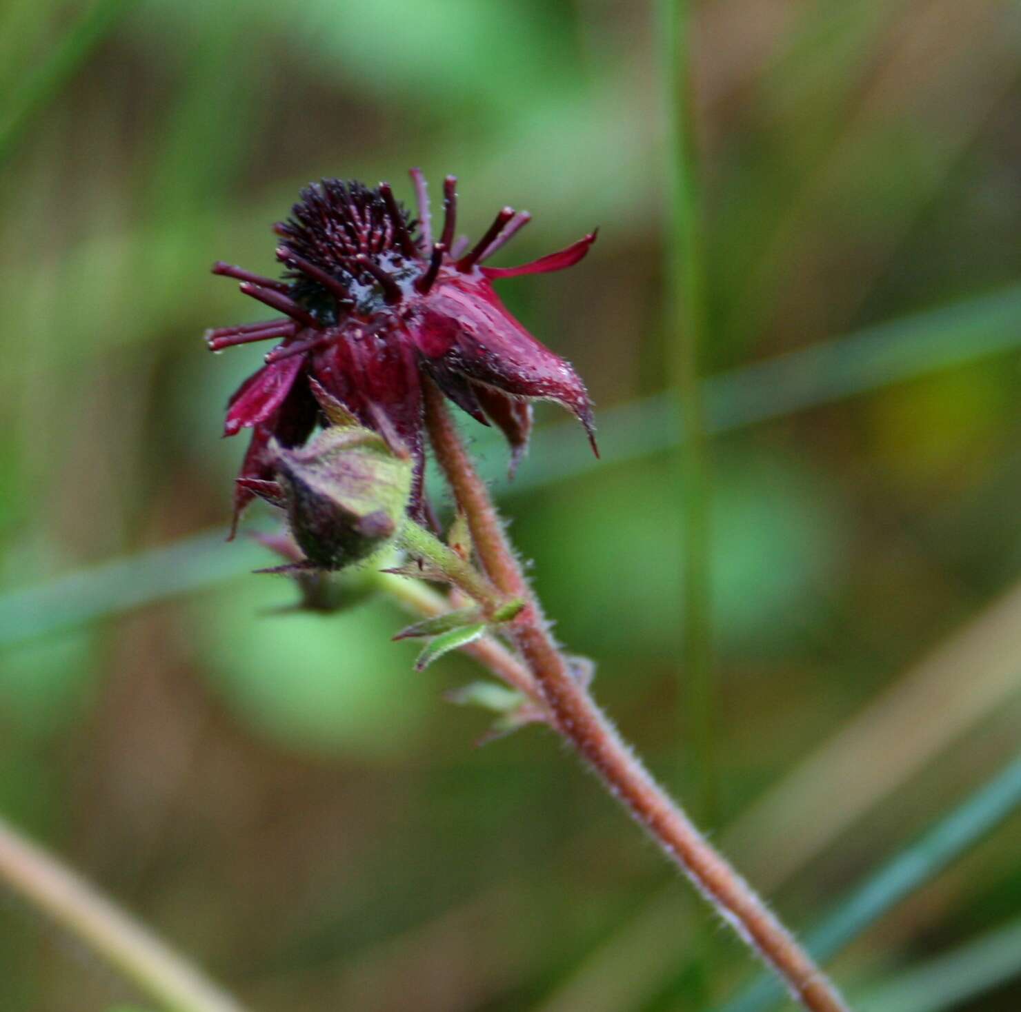 Image of comarum