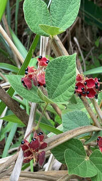 Image of Rhynchosia volubilis Lour.