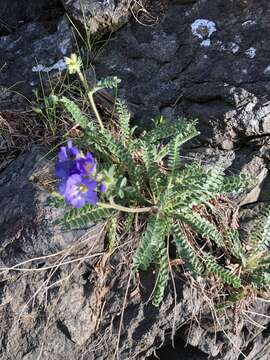 Image de Polemonium pulcherrimum subsp. lindleyi (Wherry) V. Grant