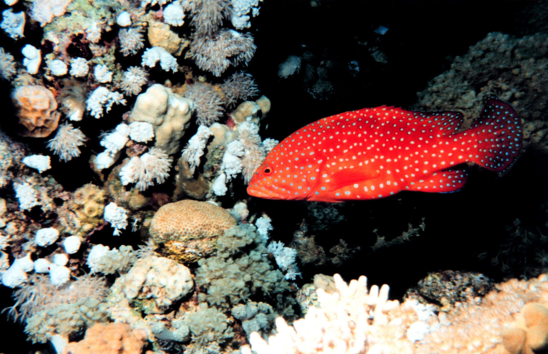 Image of Coral Hind