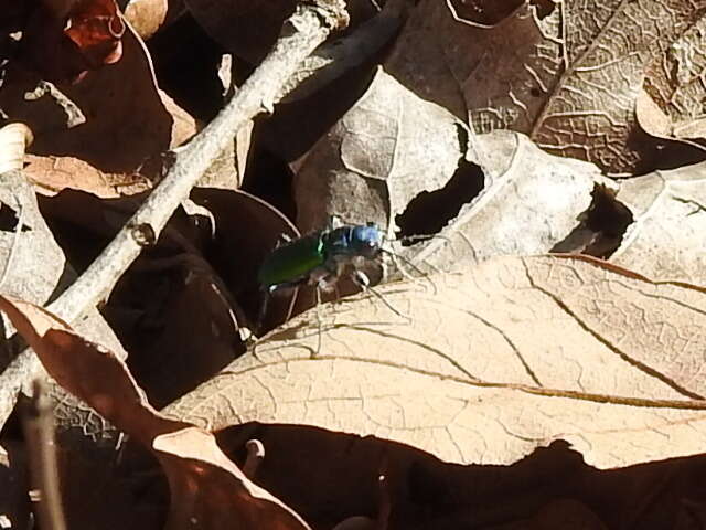 Image of Cicindela (Cicindela) scutellaris flavoviridis Vaurie 1950