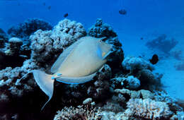 Image of Bluespine Unicornfish