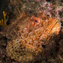 Image of Bigscale Scorpionfish