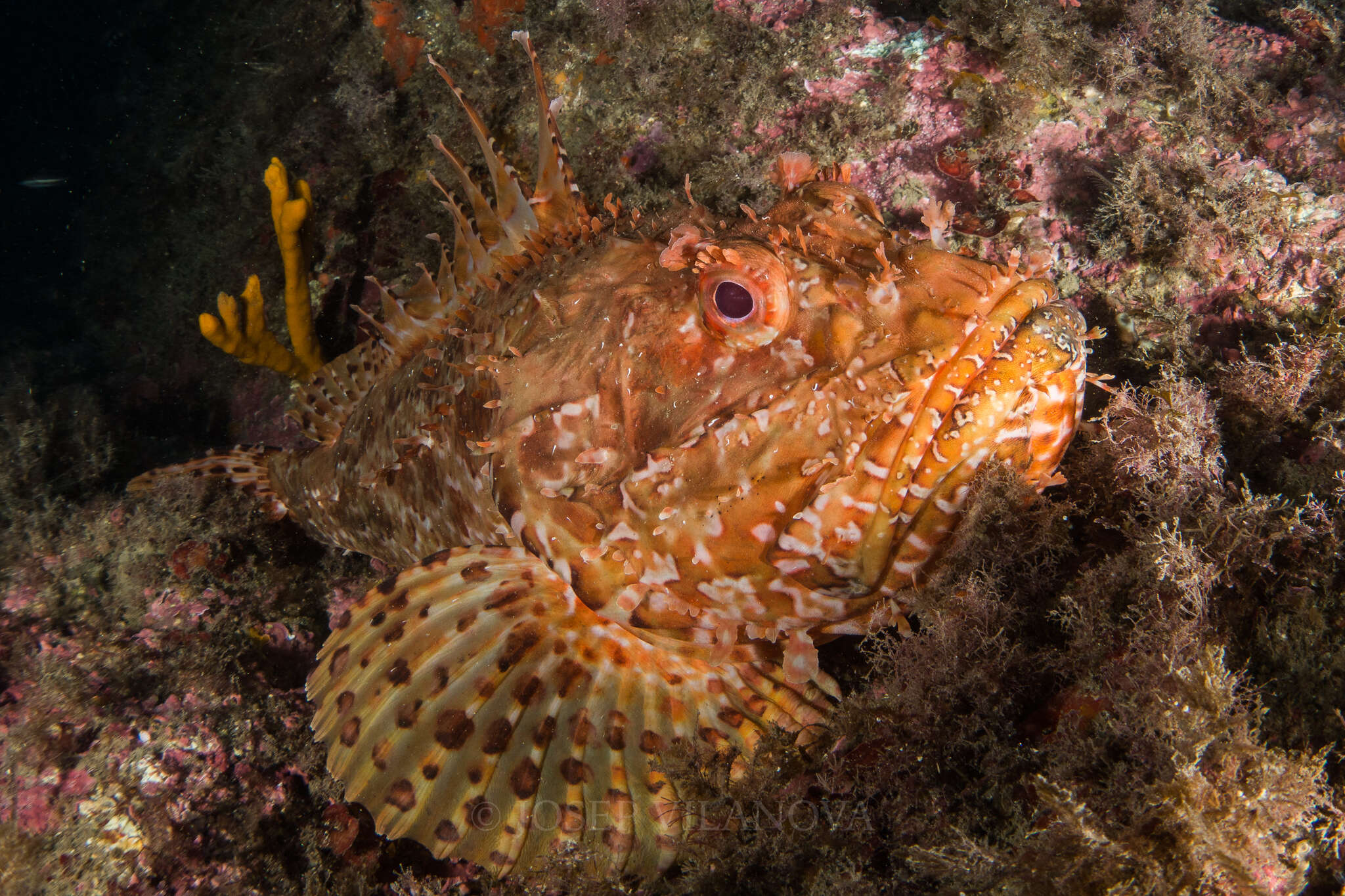 Image of Bigscale Scorpionfish