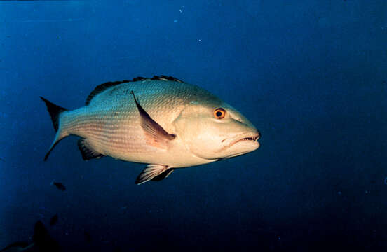 Image of two-spot red snapper