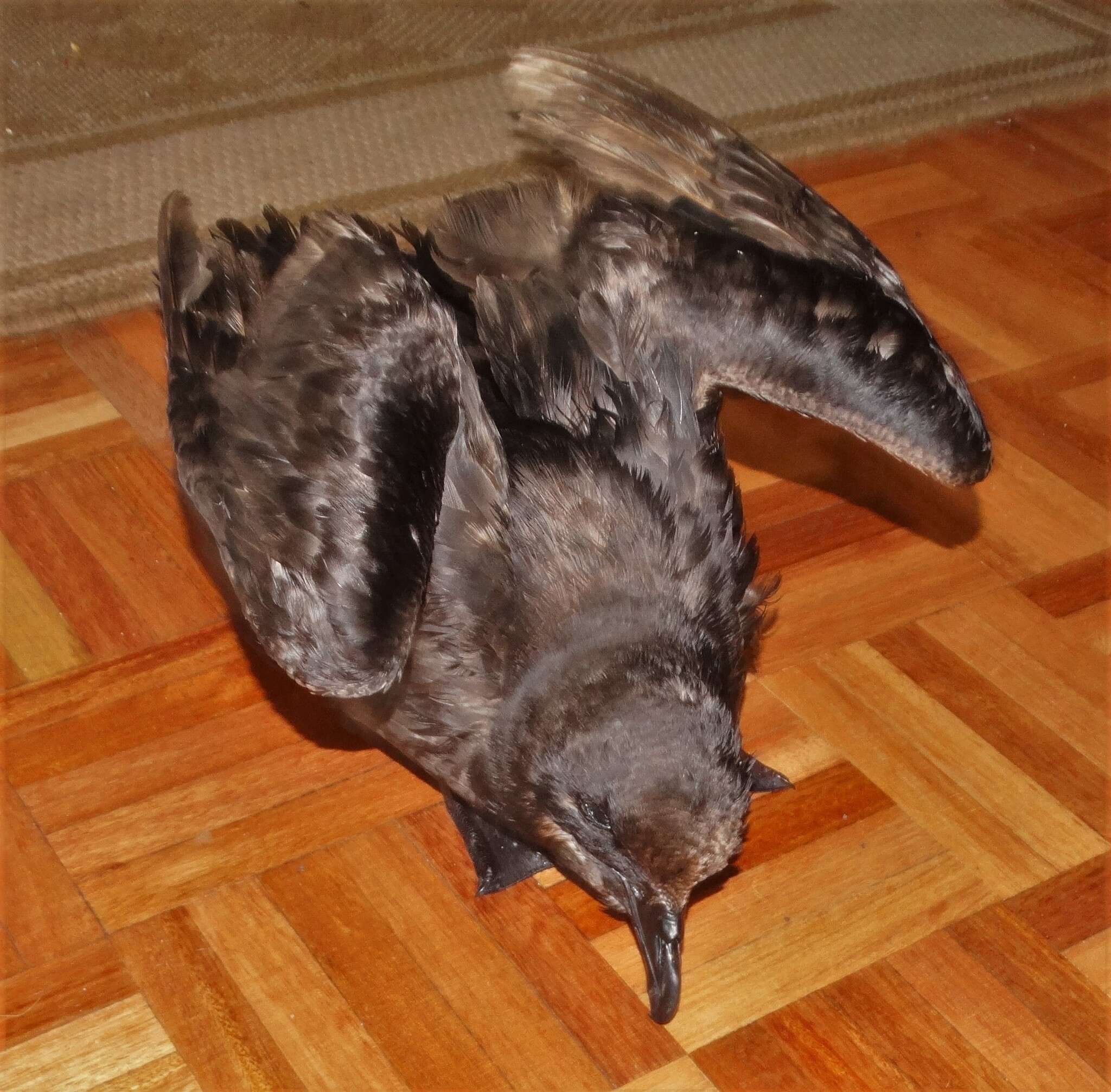 Image of Great-winged Petrel