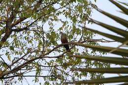 صورة Streptopelia hypopyrrha (Reichenow 1910)