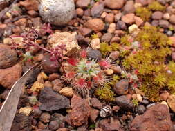 Image of Drosera hyperostigma N. Marchant & Lowrie