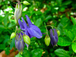 Image of Bulgarian Columbine