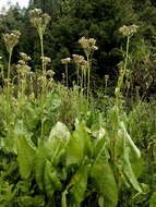 Image of Psacalium silphiifolium (B. L. Rob. & Greenm.) H. Rob. & Brettell