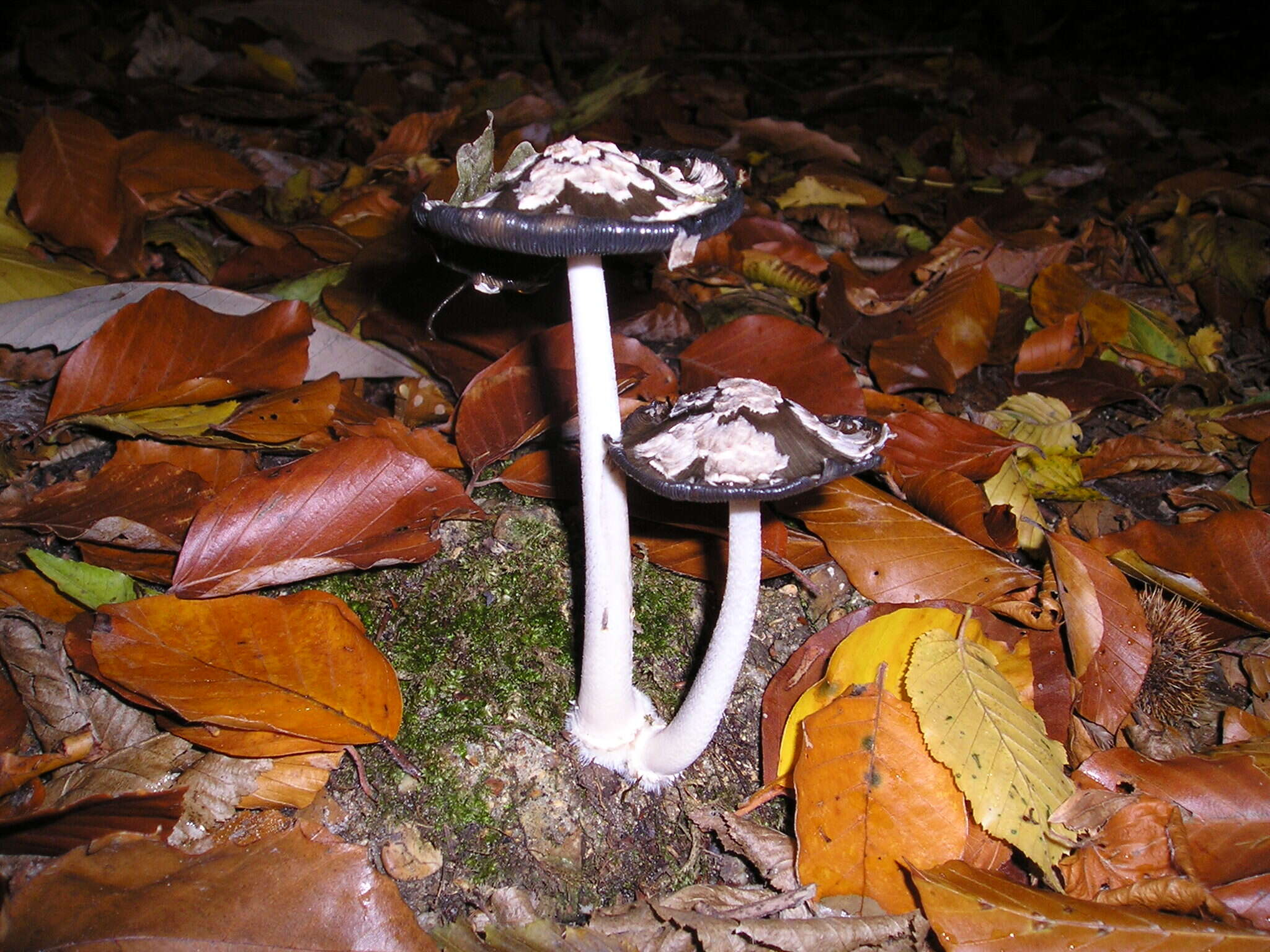 Imagem de Coprinopsis picacea (Bull.) Redhead, Vilgalys & Moncalvo 2001