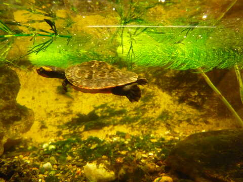 Image of Jardine River Turtle