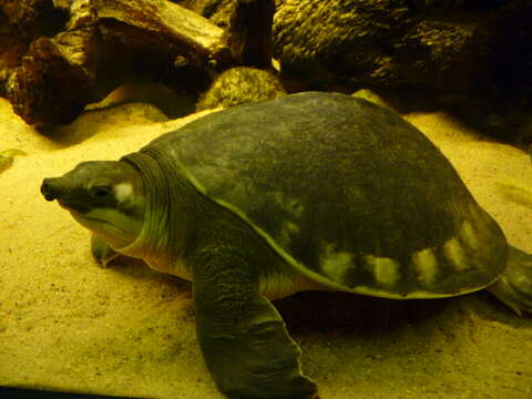 Image of pig-nosed turtle