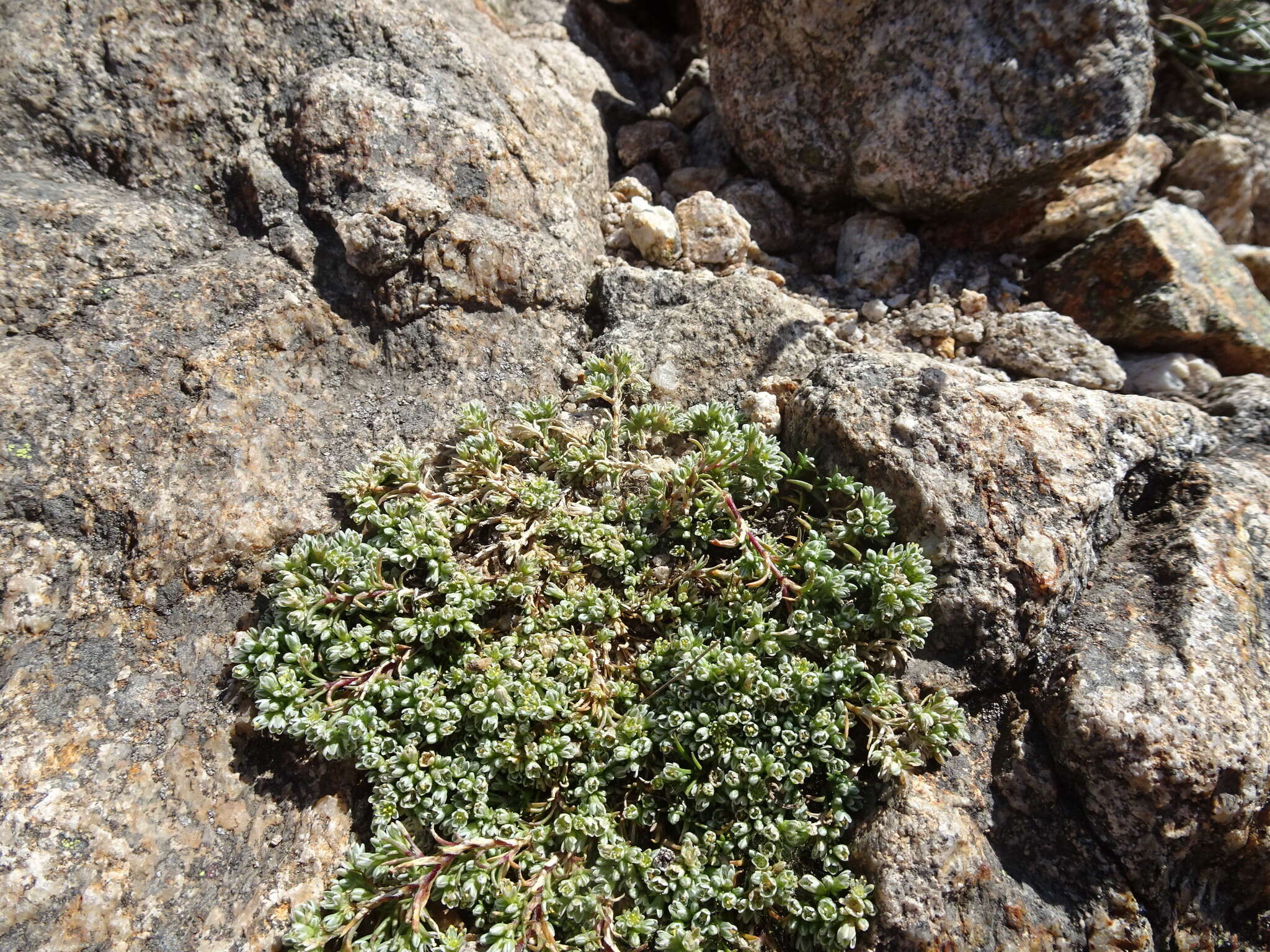 Image of Scleranthus perennis subsp. perennis