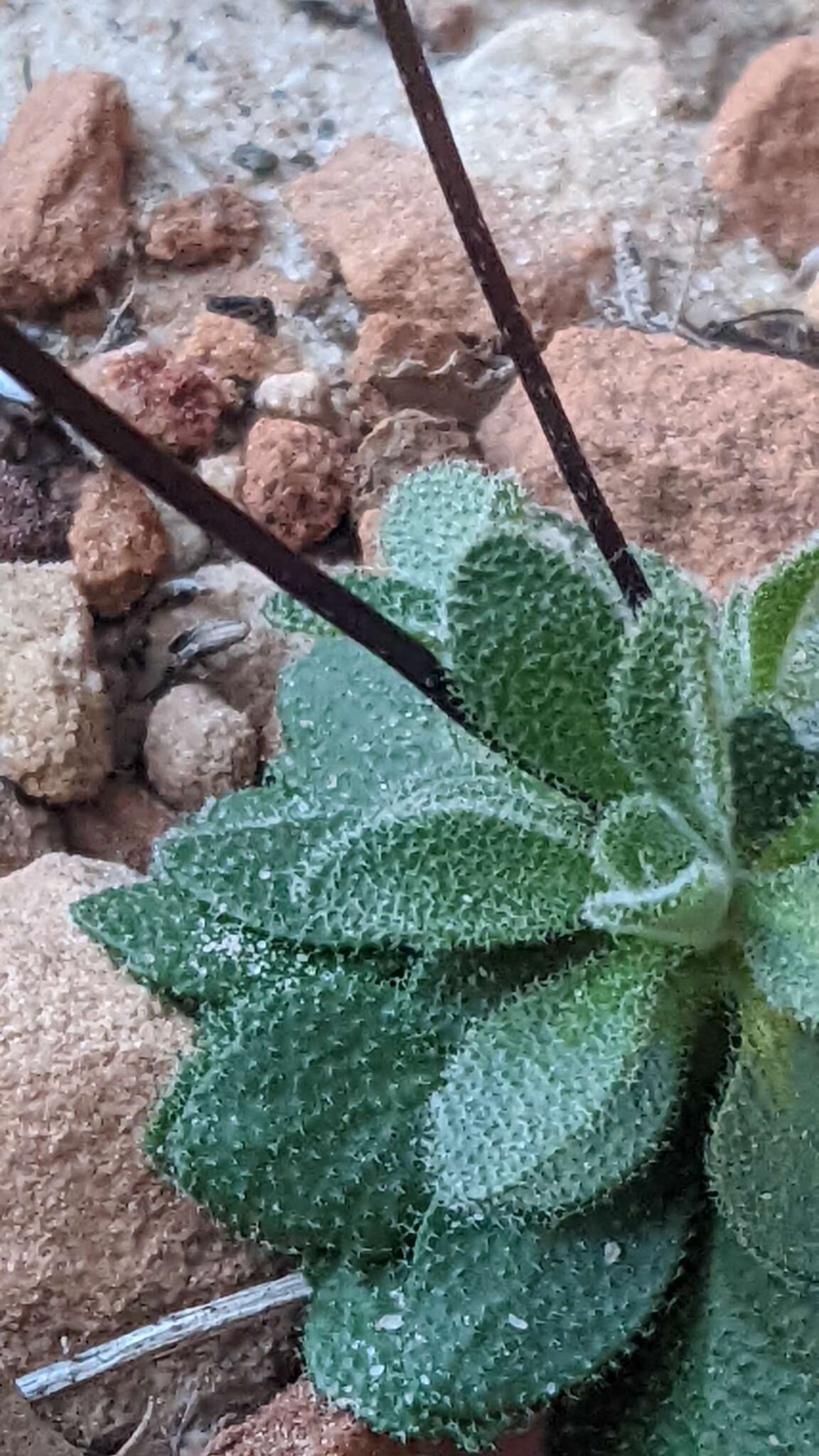 Image de Draba zionensis C. L. Hitchc.