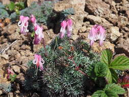 Image of Dicentra peregrina (Rudolph) Makino