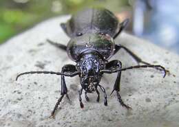 Image of Carabus (Orinocarabus) sylvestris Panzer 1793