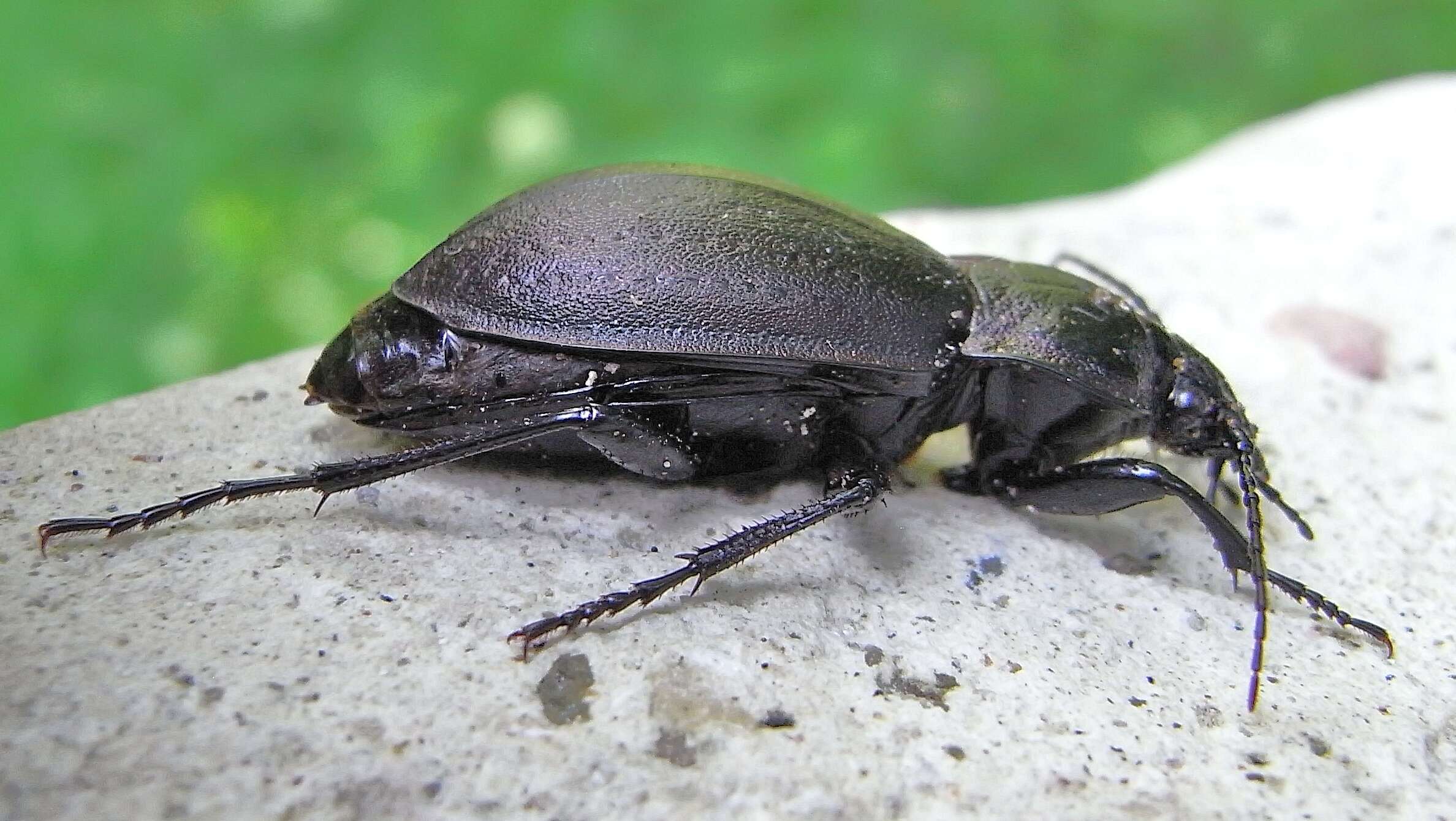 Image of Carabus (Orinocarabus) sylvestris Panzer 1793