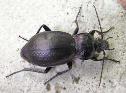 Image of Carabus (Orinocarabus) sylvestris Panzer 1793