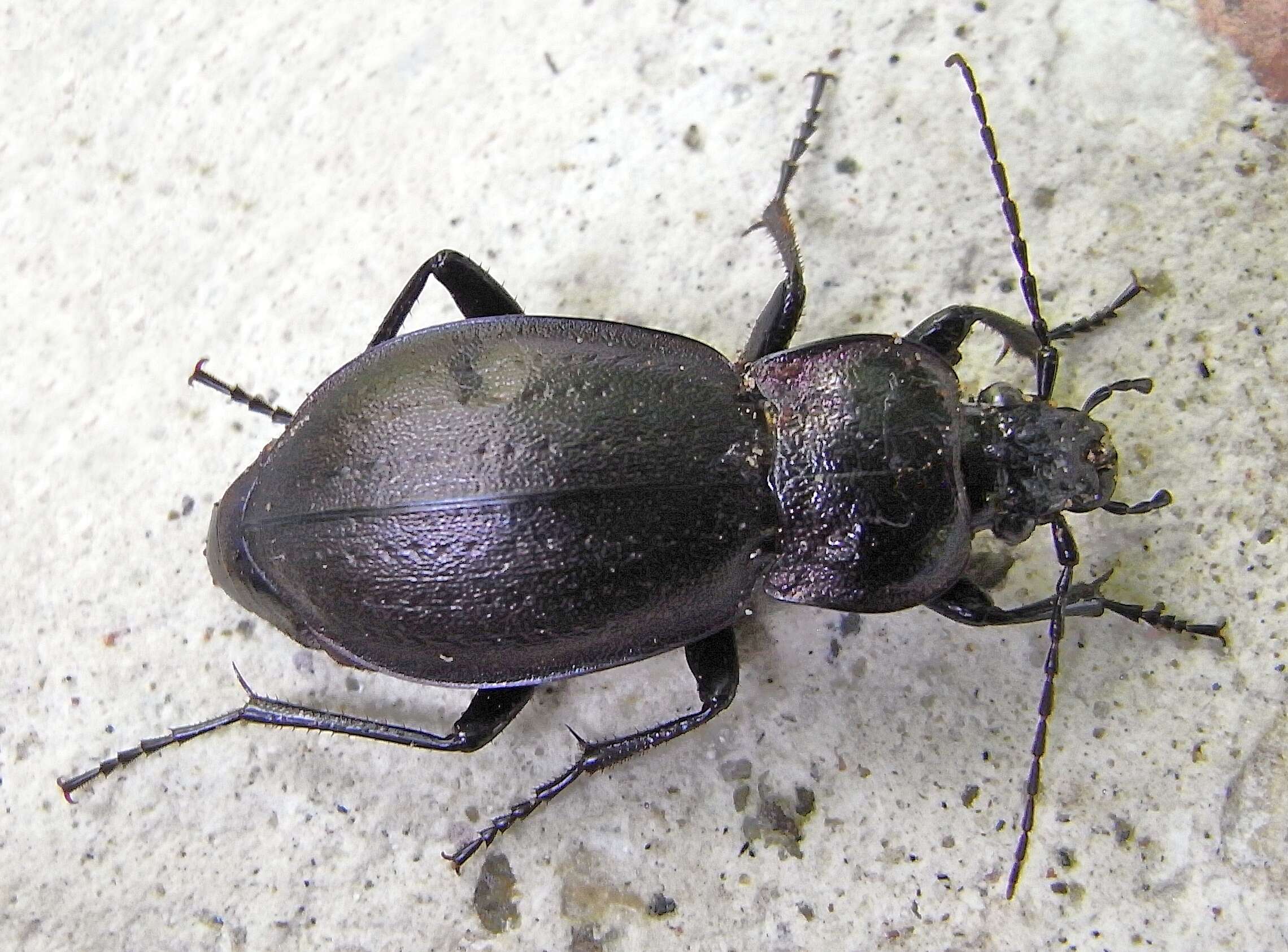 Image of Carabus (Orinocarabus) sylvestris Panzer 1793