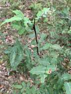 Image of Texas barberry