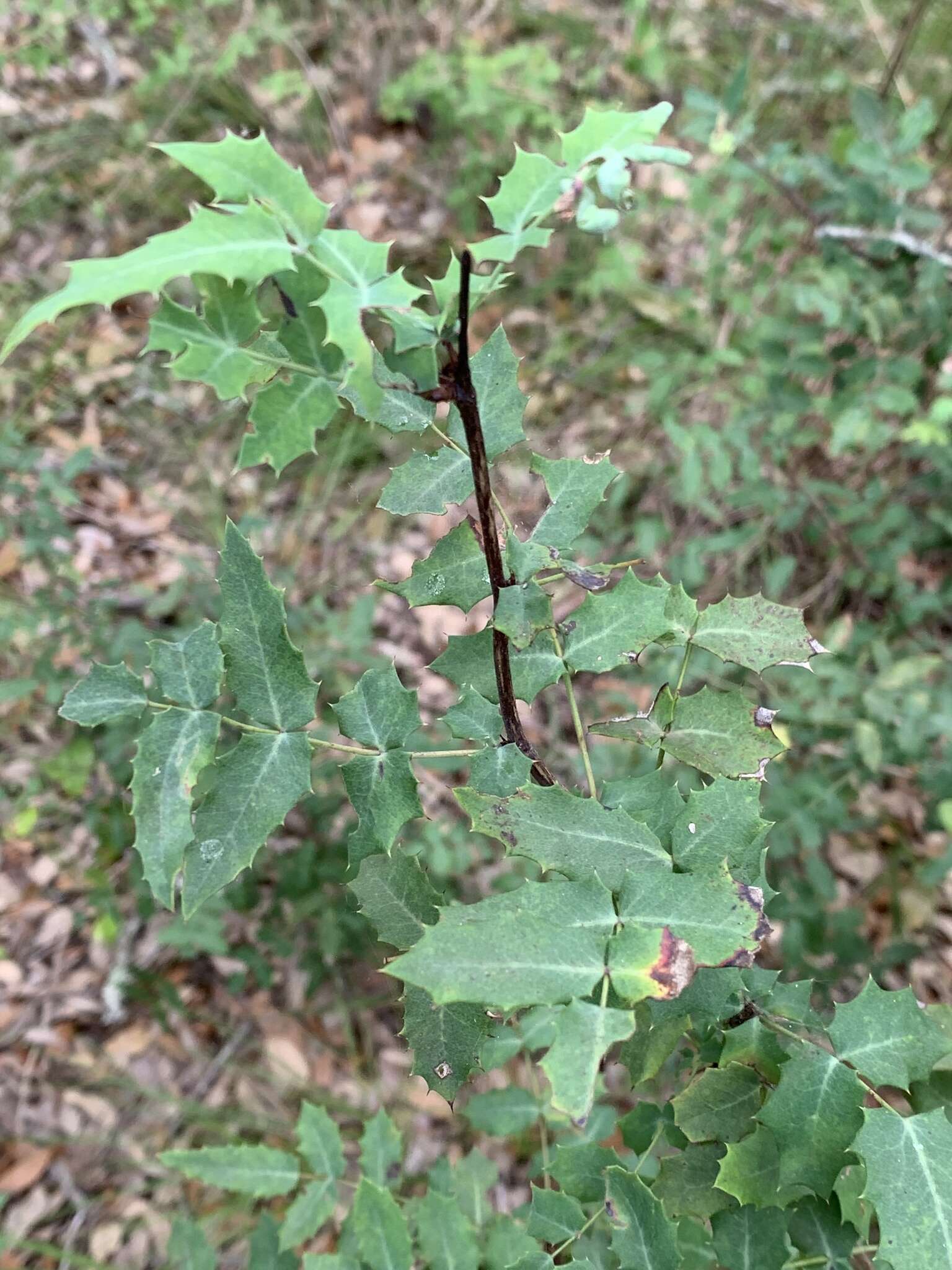 Image of Texas barberry