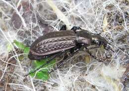 Image of Granulated Carabid