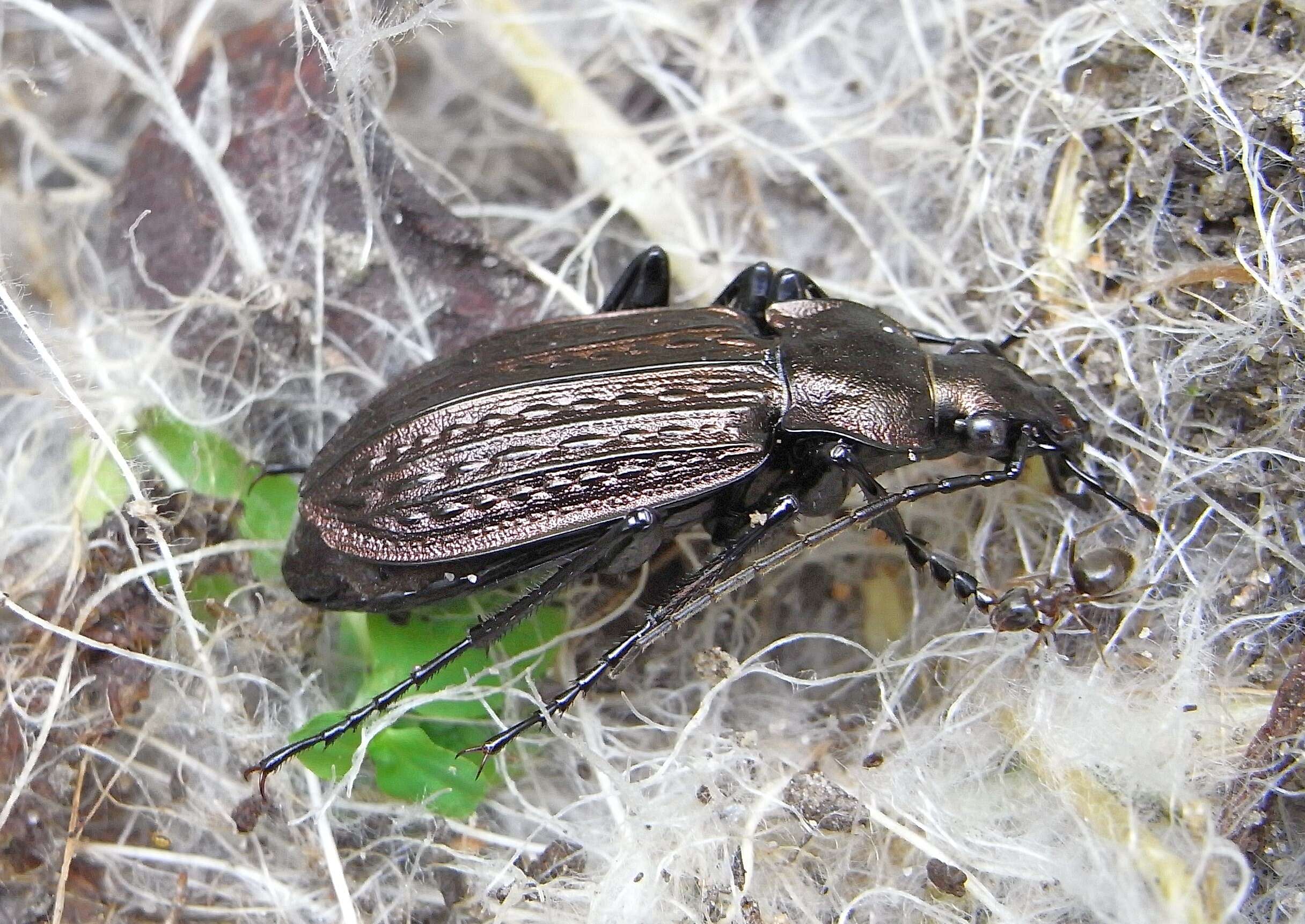 Image of Granulated Carabid