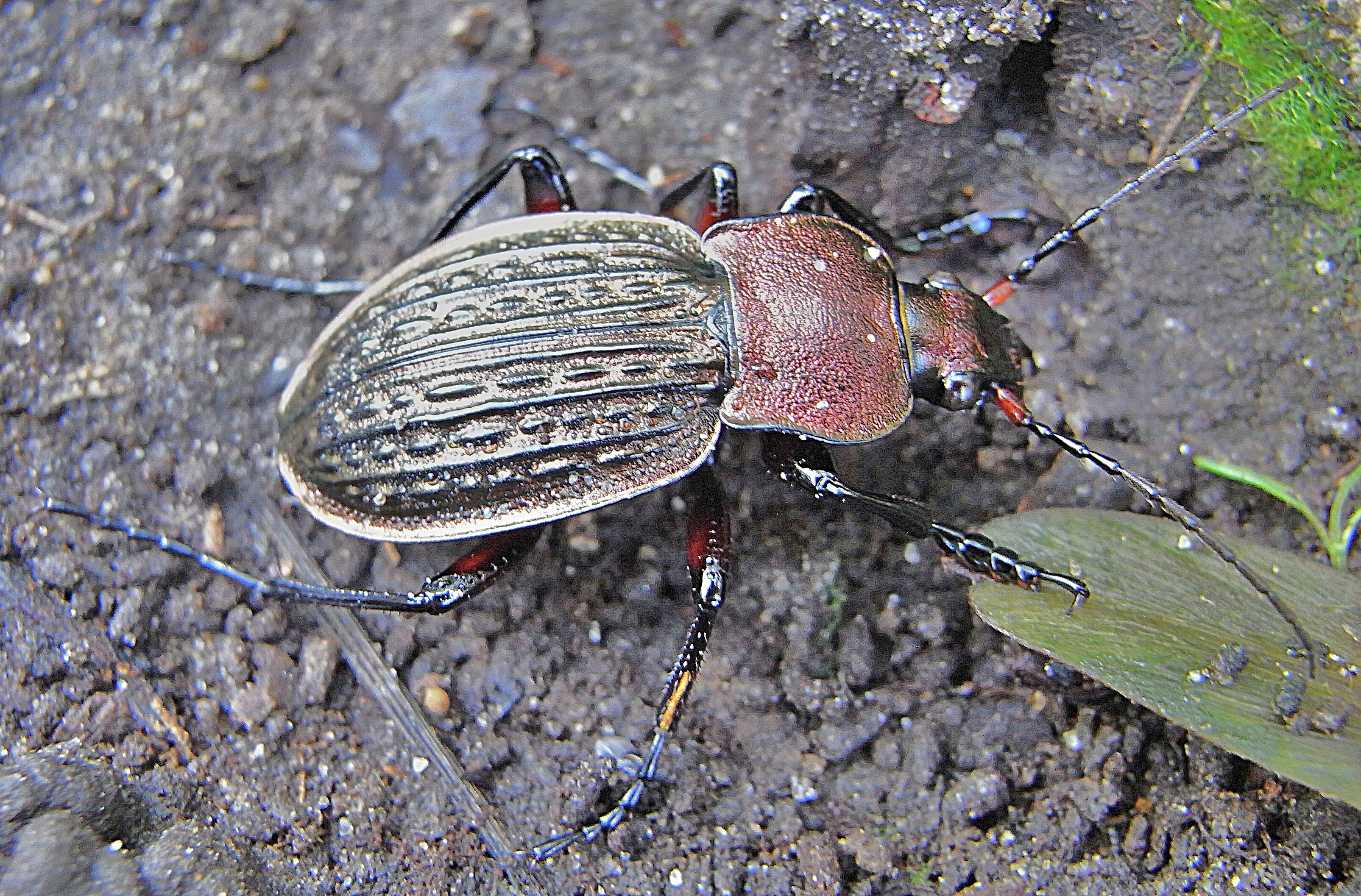Image of immigrant sausage ground beetle
