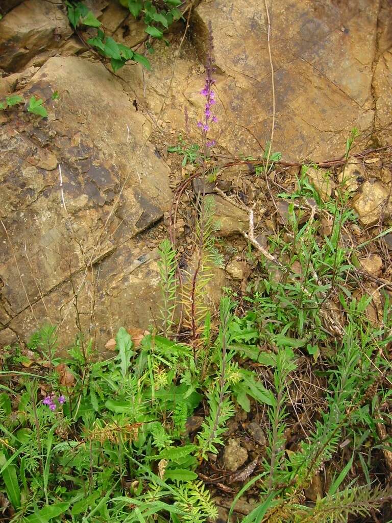 Image of Purple Toadflax