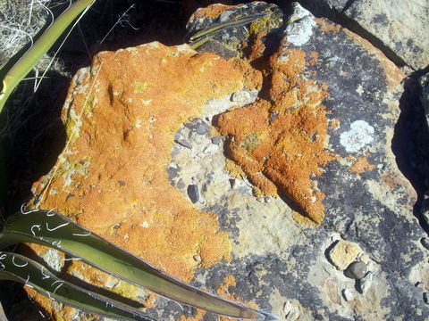 Image of <i>Caloplaca trachyphylla</i>