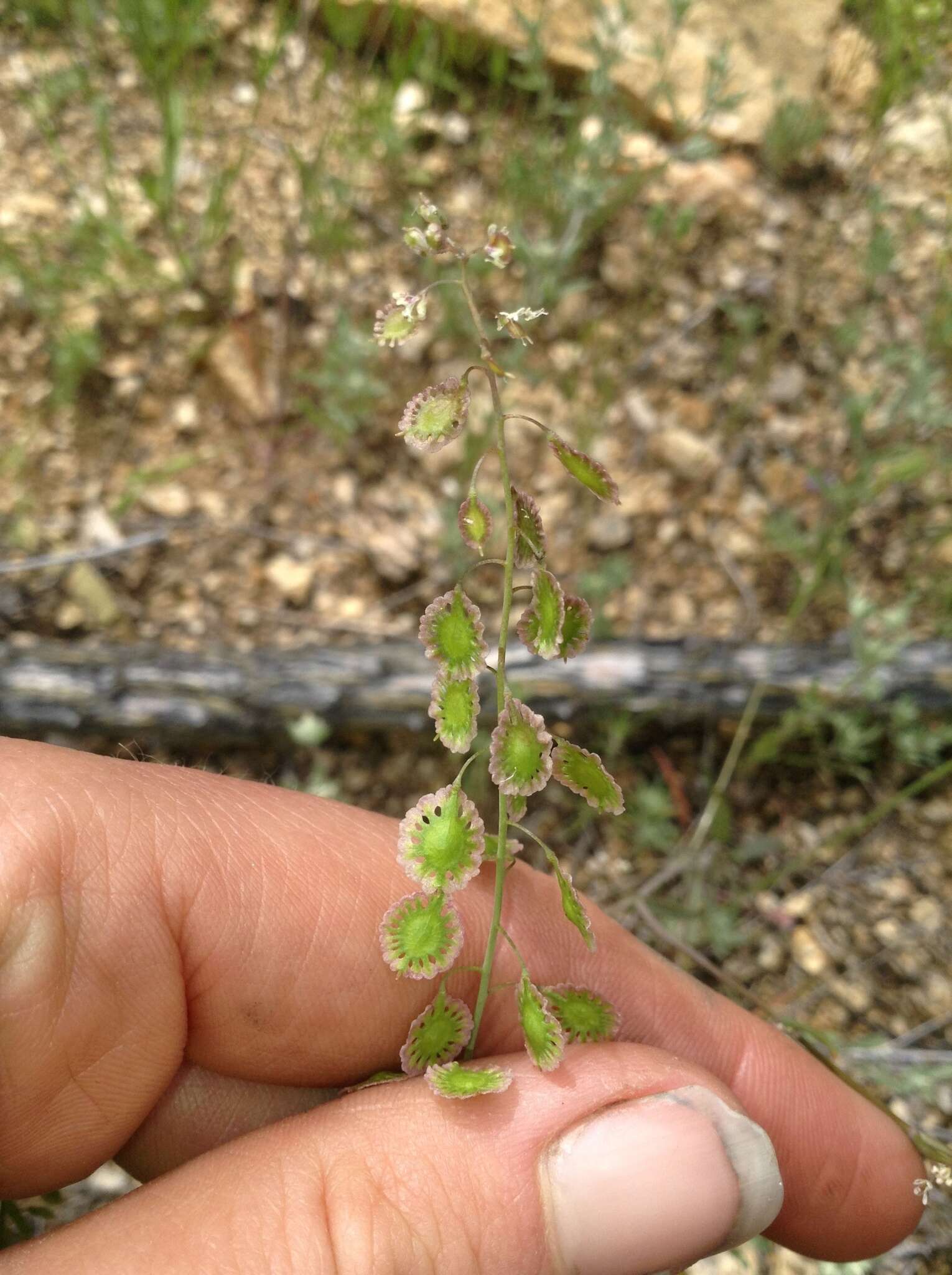 Image of Thysanocarpus curvipes subsp. amplectens (Greene) P. J. Alexander & Windham