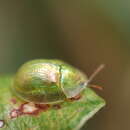 صورة Cassida (Mionycha) margaritacea Schaller 1783