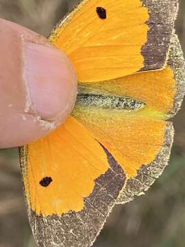 Image of Colias myrmidone (Esper 1781)