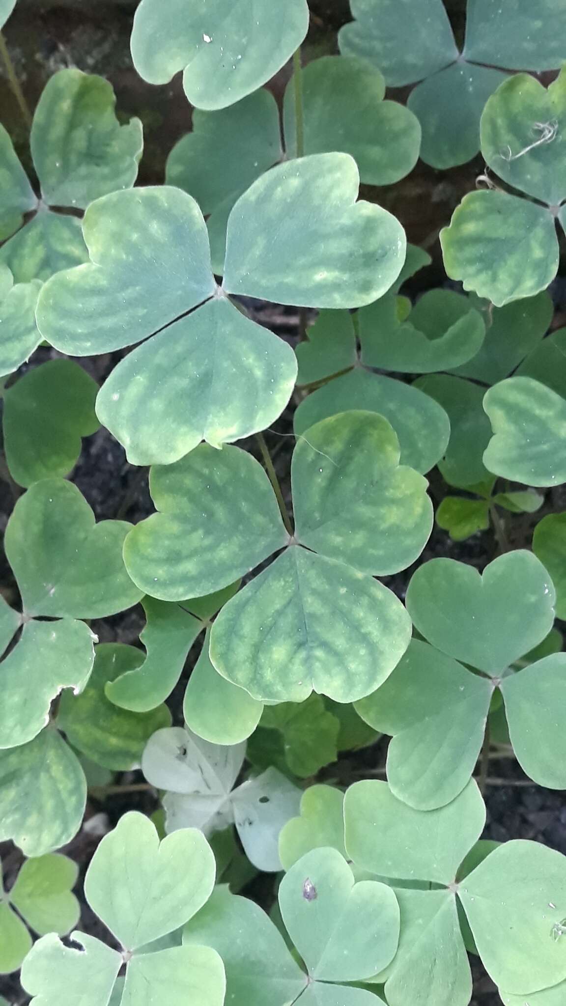 Sivun Oxalis linarantha A. Lourteig kuva