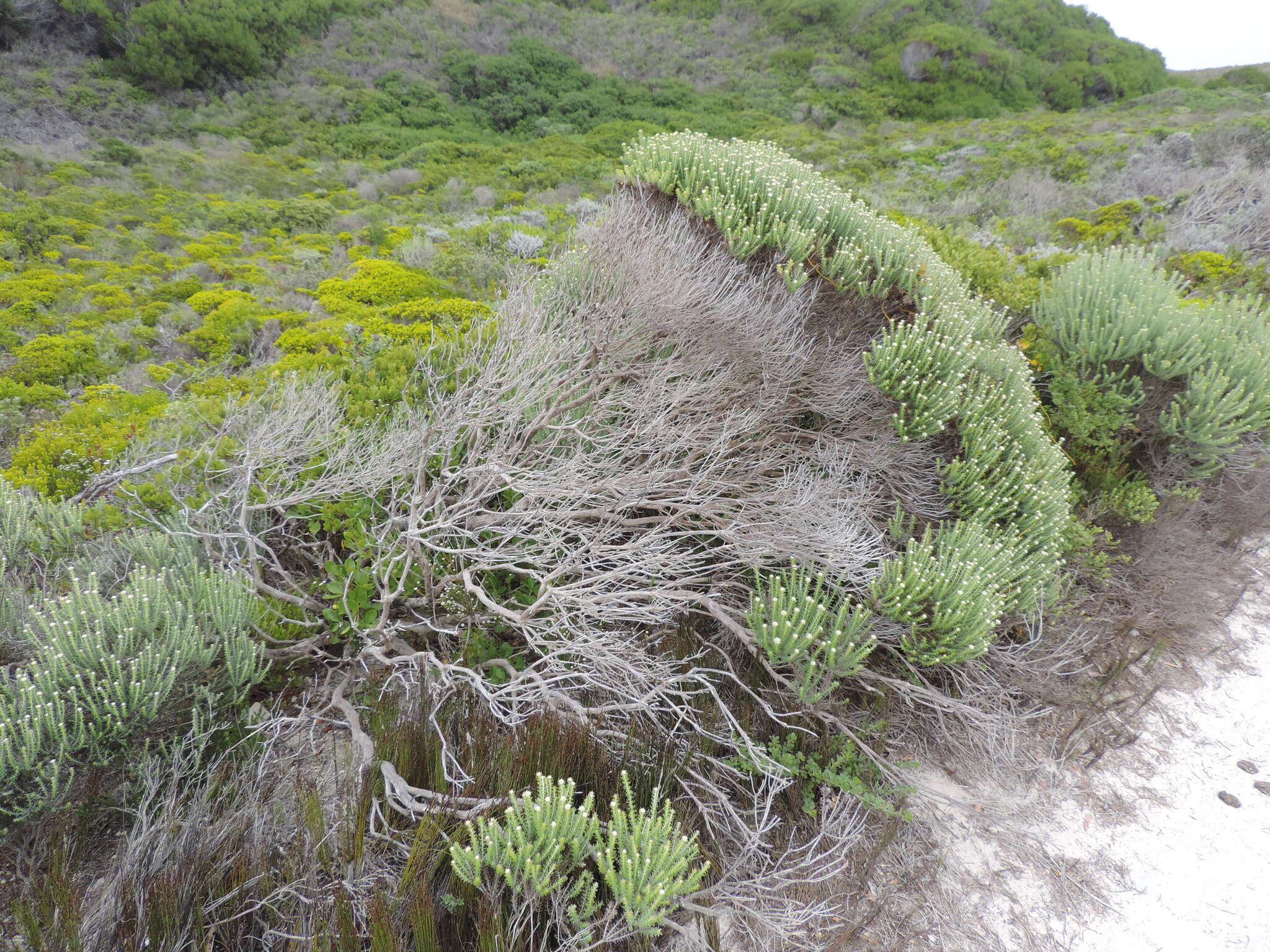 Image of Strandveld Blombush