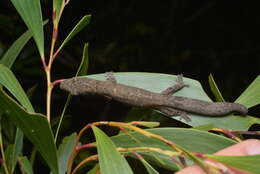 Image of Vieillard's Chameleon Gecko