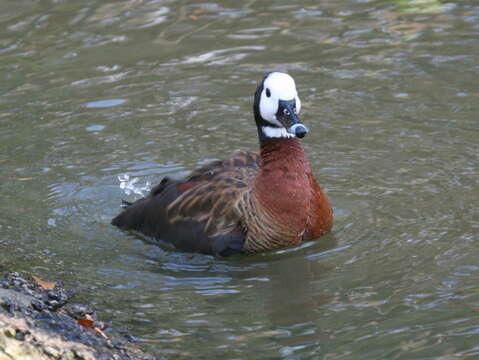 Image of White-faced Whistling Duck