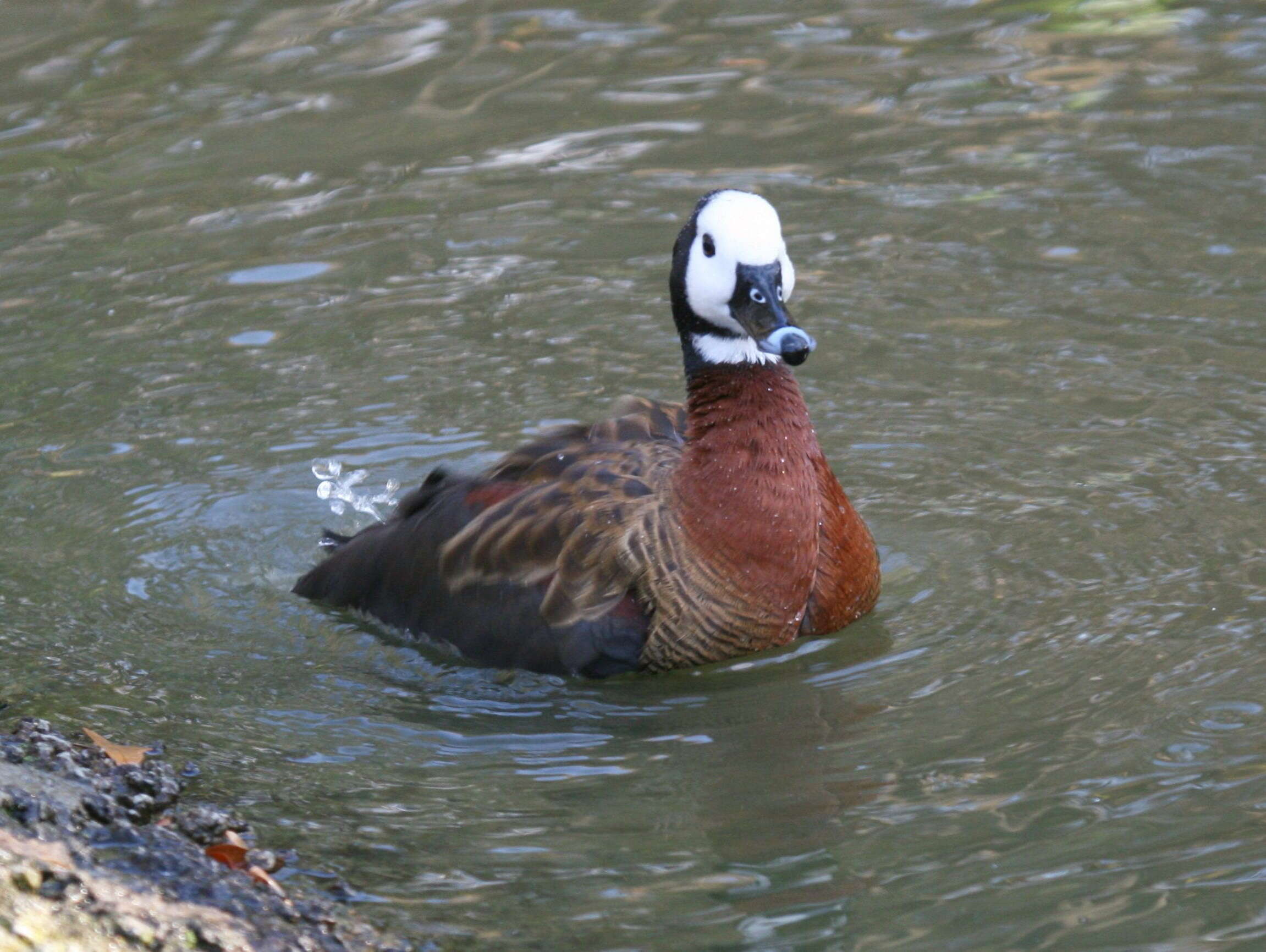 Image of White-faced Whistling Duck