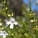 صورة Prostanthera nivea A. Cunn. ex Benth.